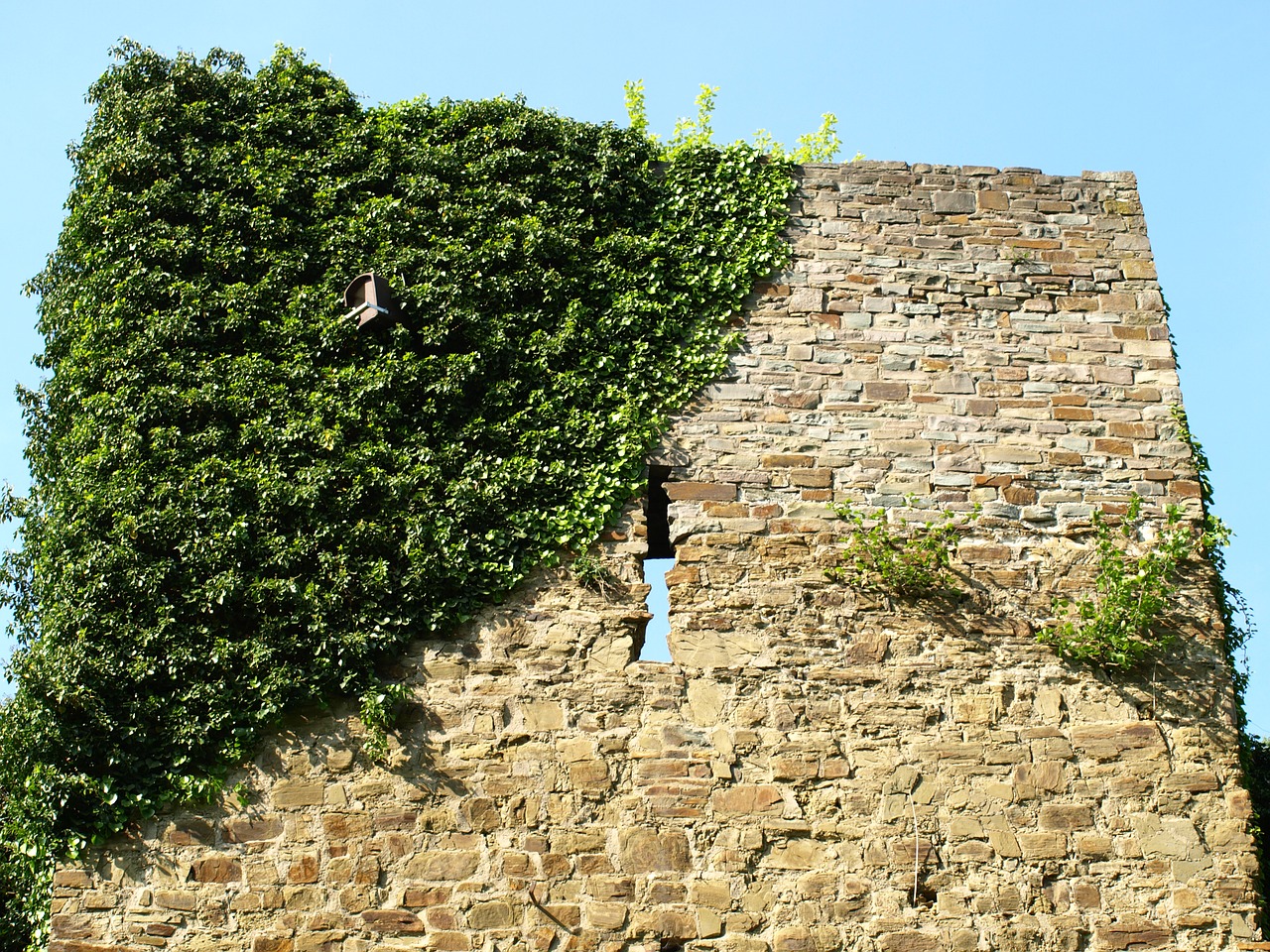 castle wall city blankenberg ivy free photo