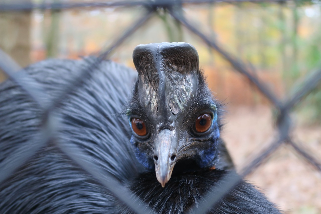 casuarius  cossowary  bird free photo