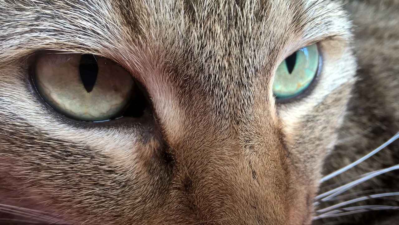 cat view eyes free photo