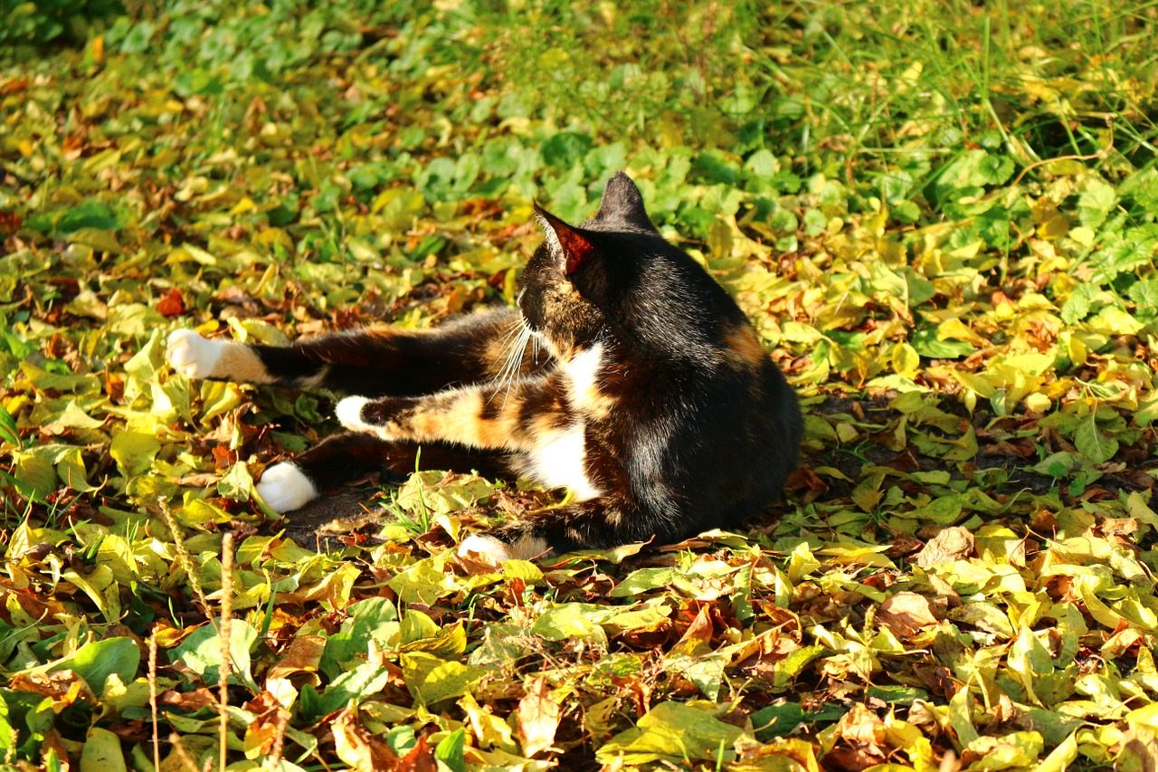 cat fall foliage autumn free photo