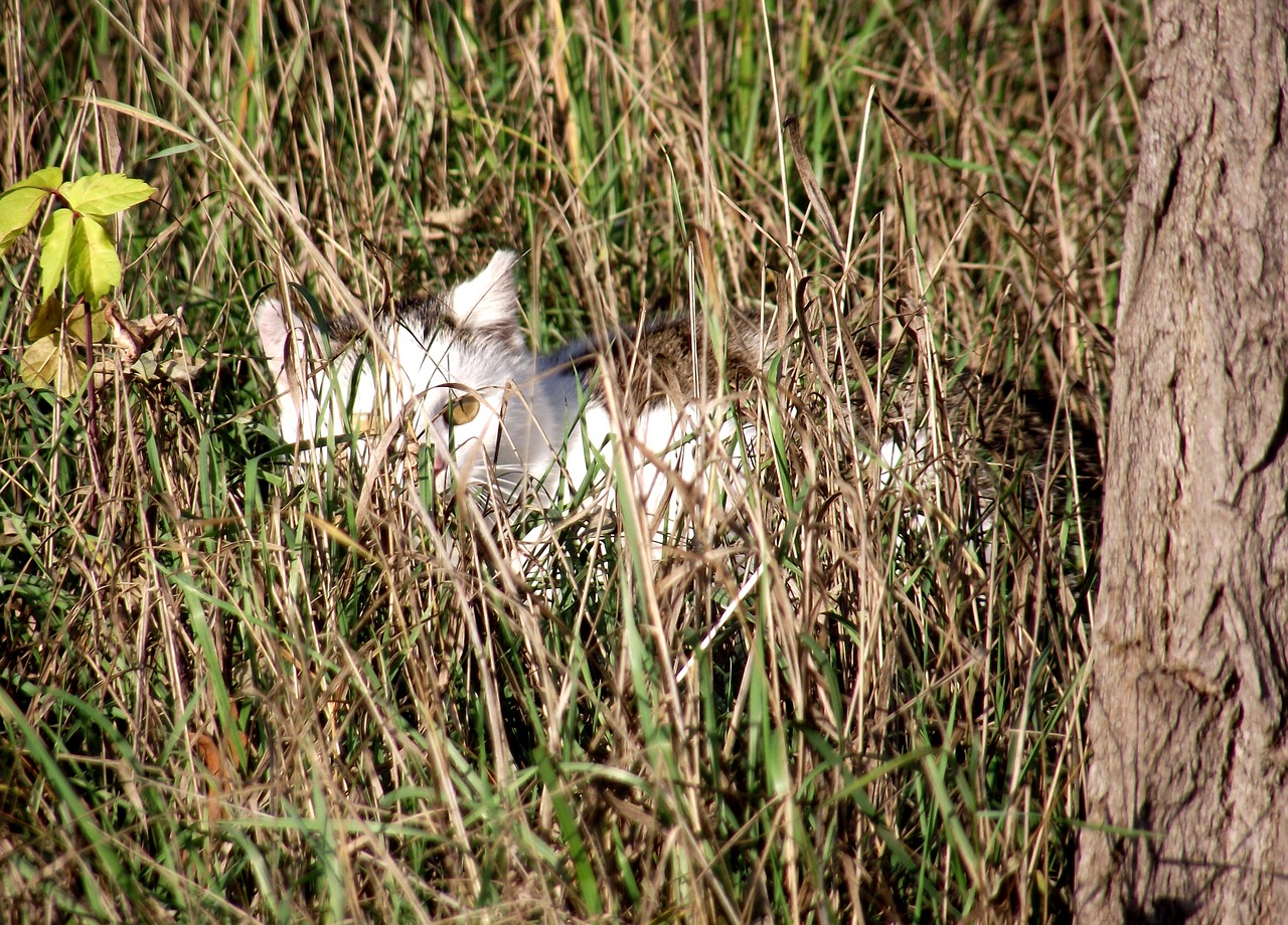 cat hidden meadow free photo