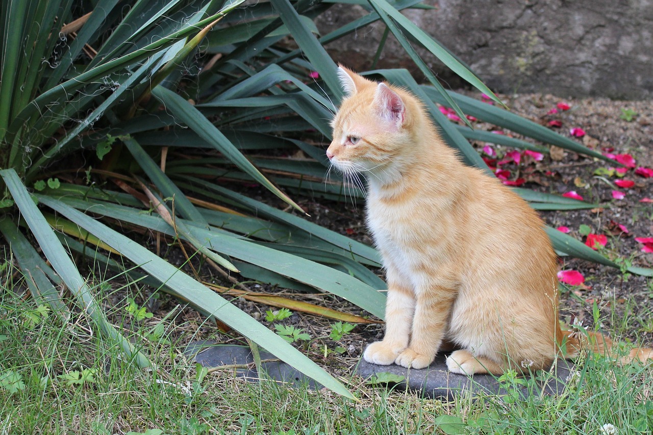 cat kitten cub free photo