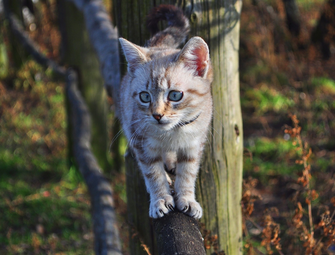 cat animal cute free photo