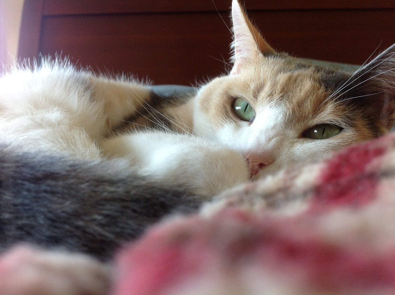 cat calico resting cat free photo