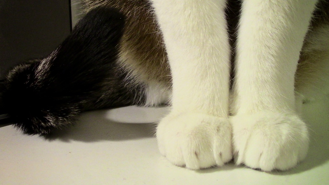 cat paws paw free photo