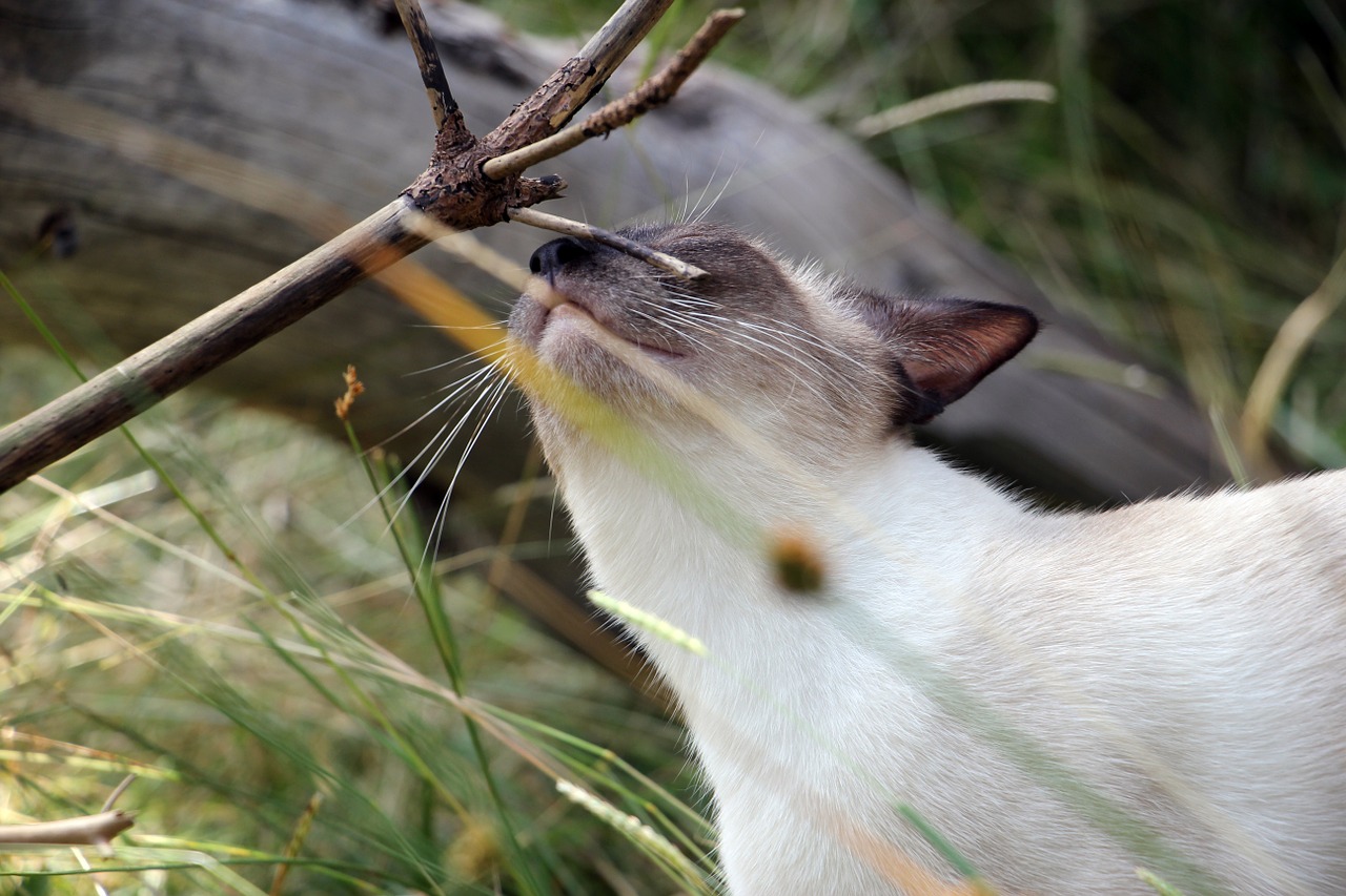 cat smell woods free photo