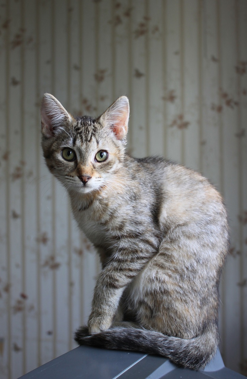 cat home a cat tabby free photo