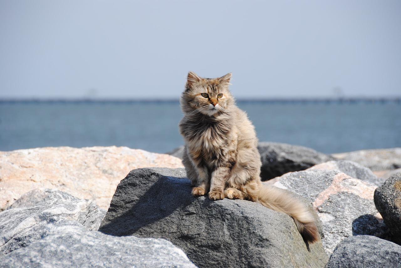 cat feral beach free photo
