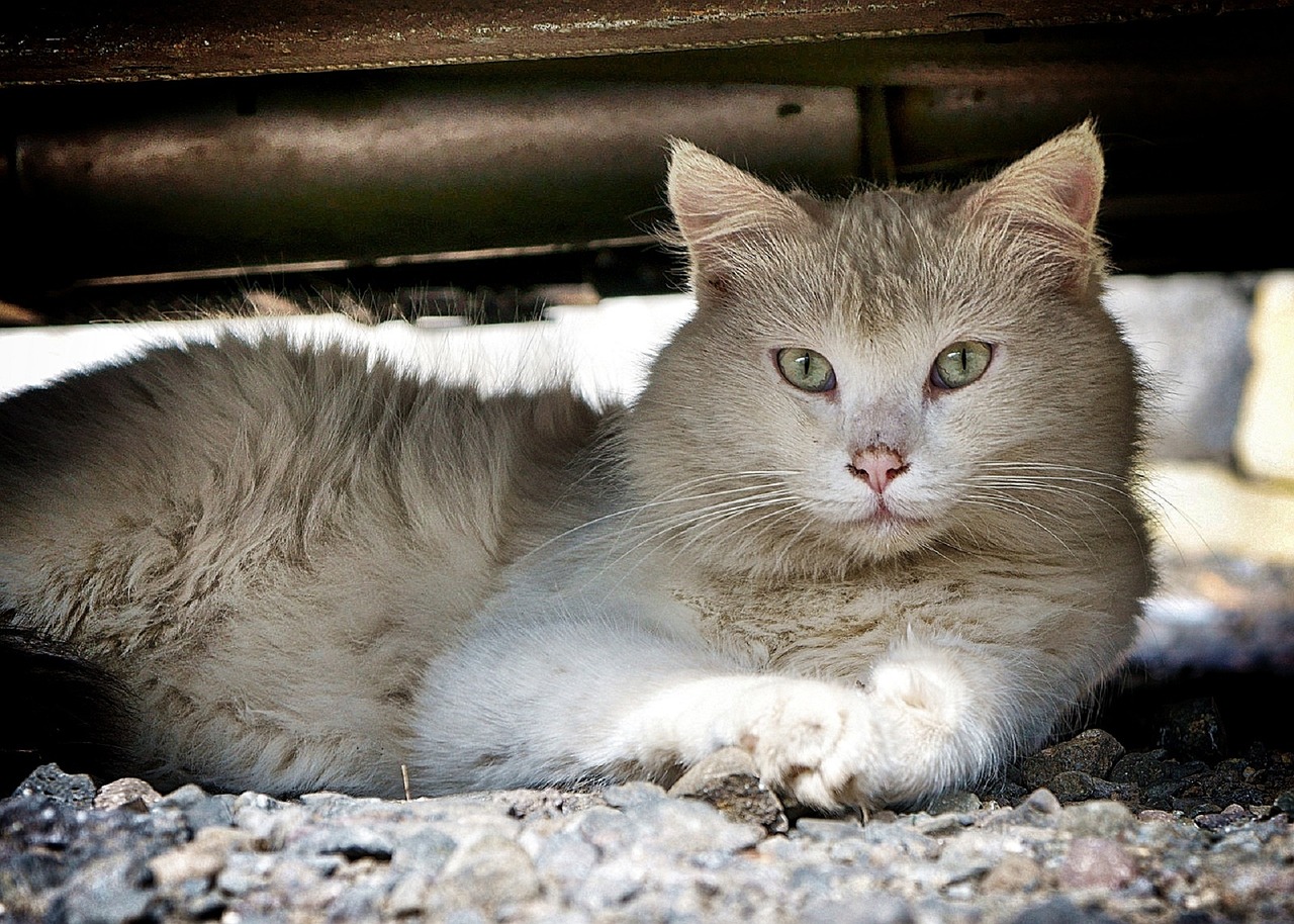 cat white feline free photo