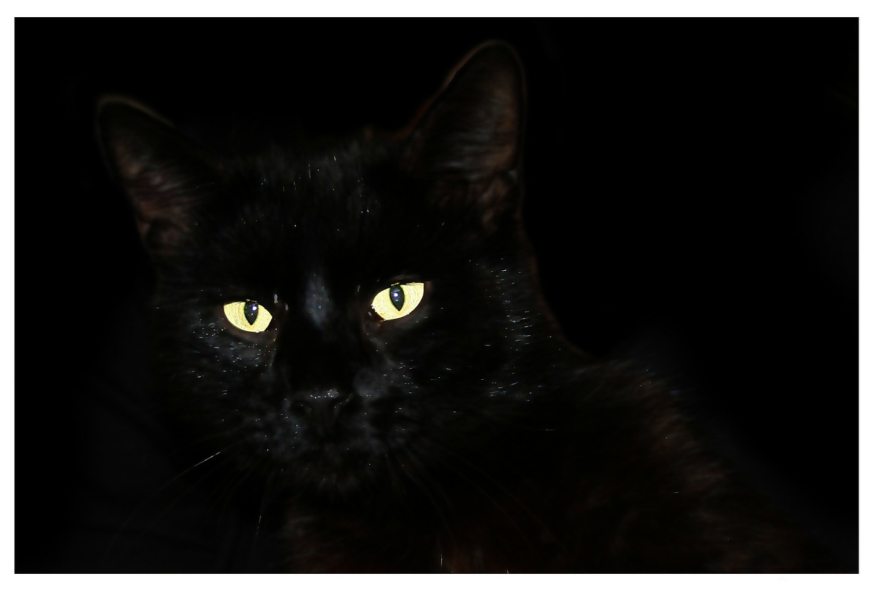 cat black cat pet free photo