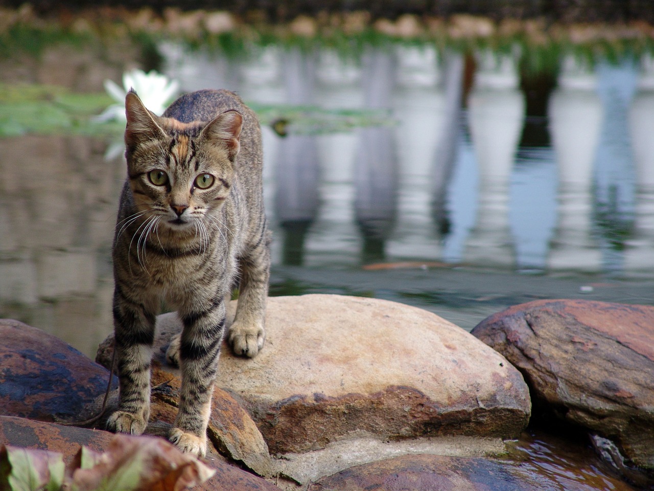 cat domestic cat pet free photo