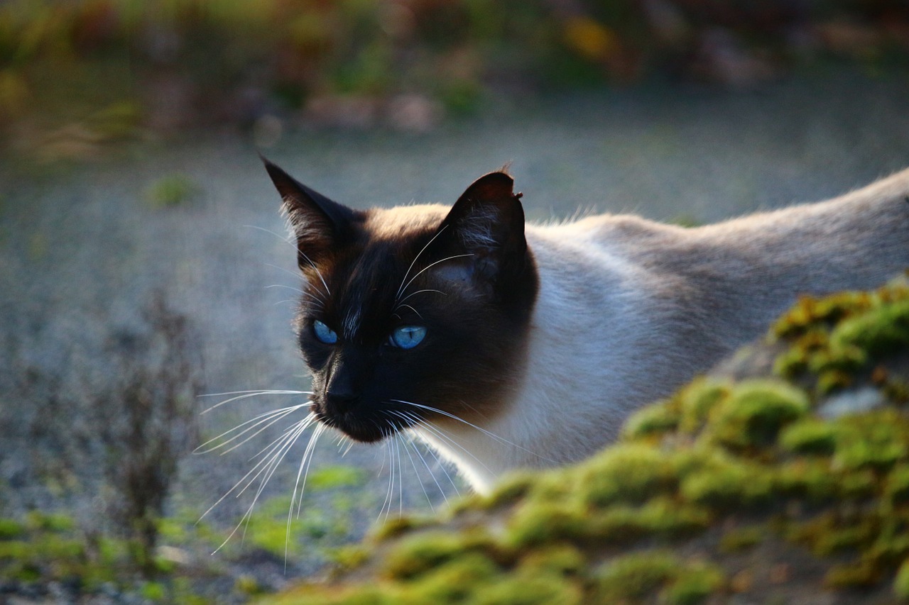 cat siamese cat breed cat free photo