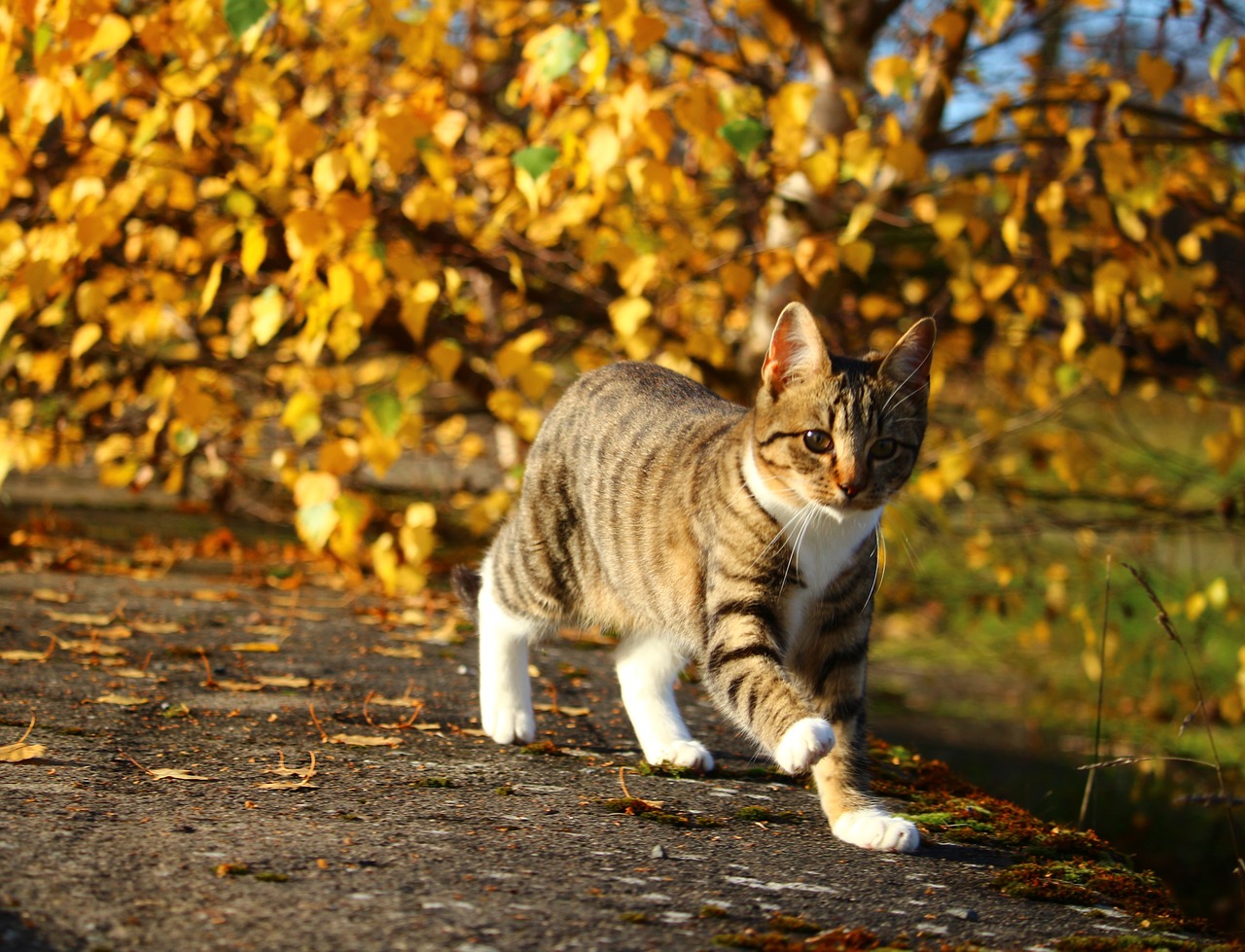 cat autumn mackerel free photo