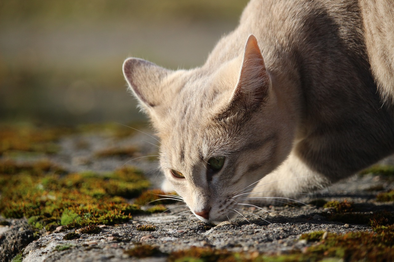 cat moss stone free photo