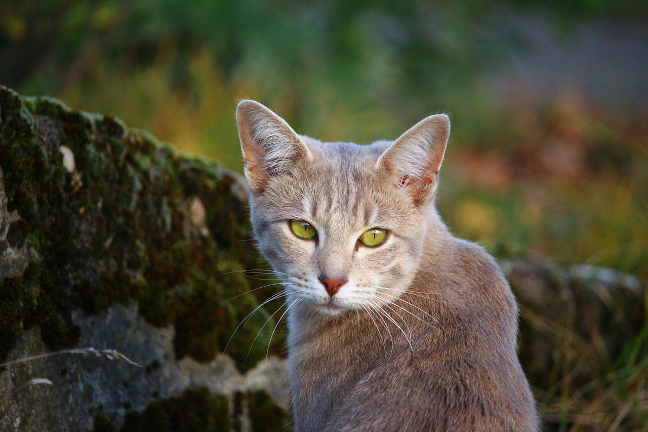 cat stone wall moss free photo