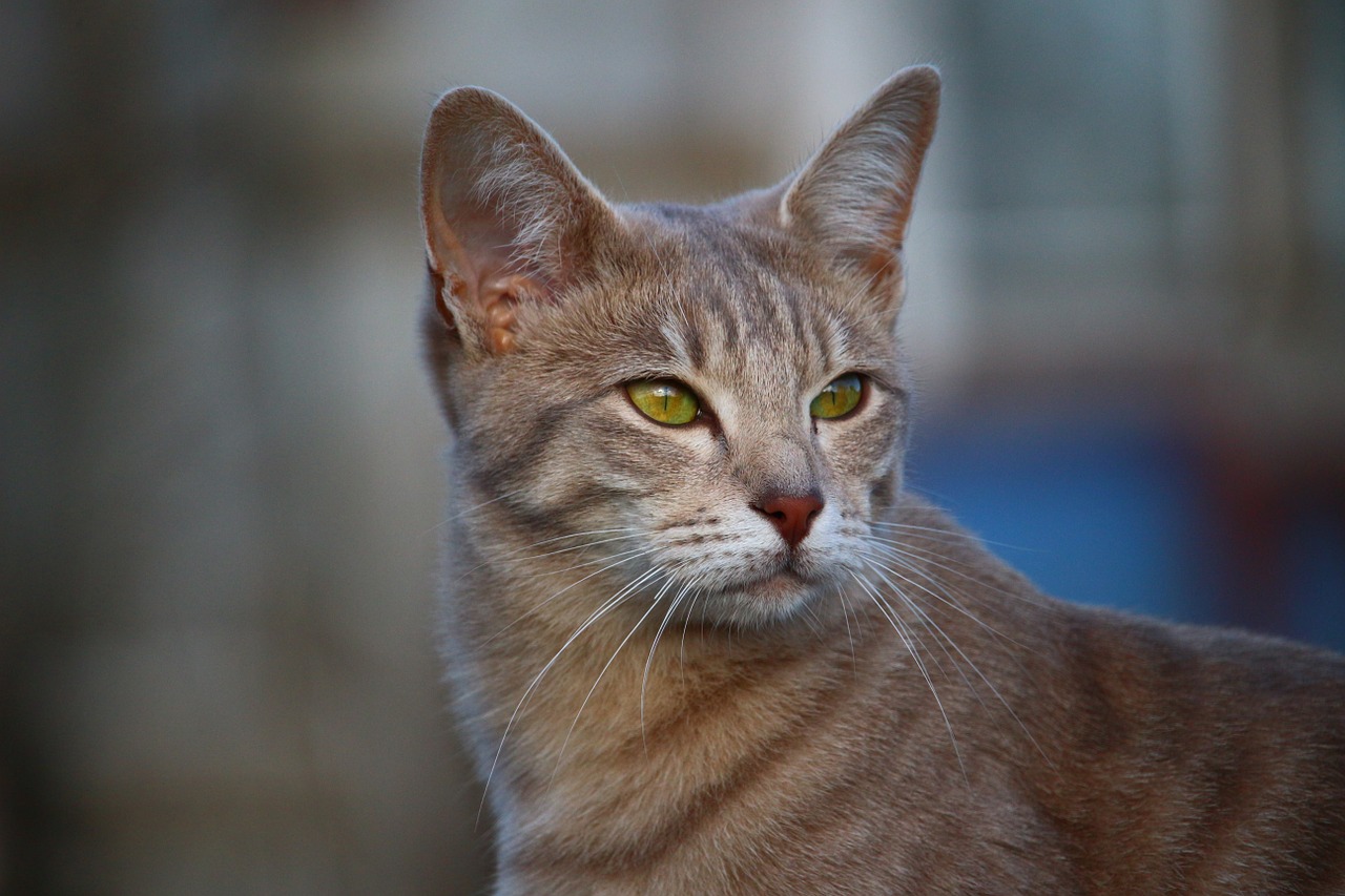 cat mackerel kitten free photo