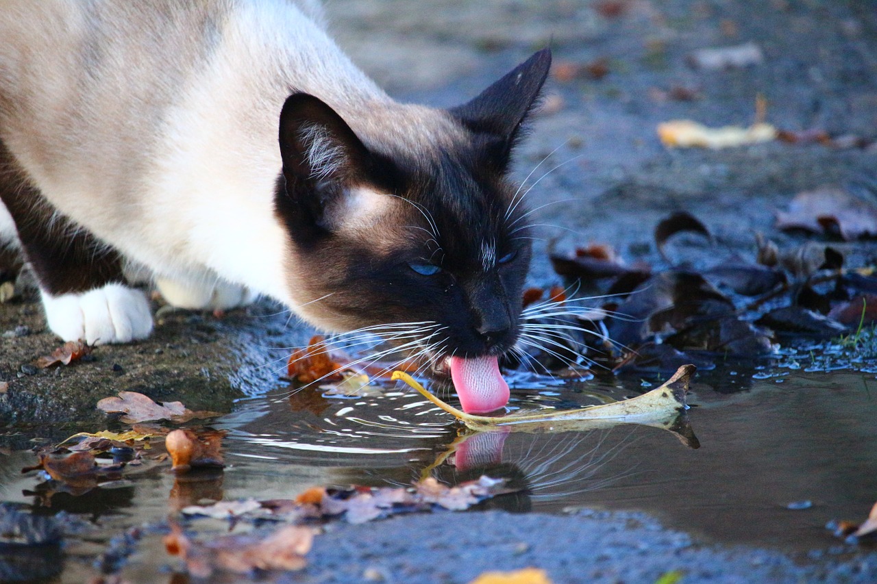 cat puddle drink free photo