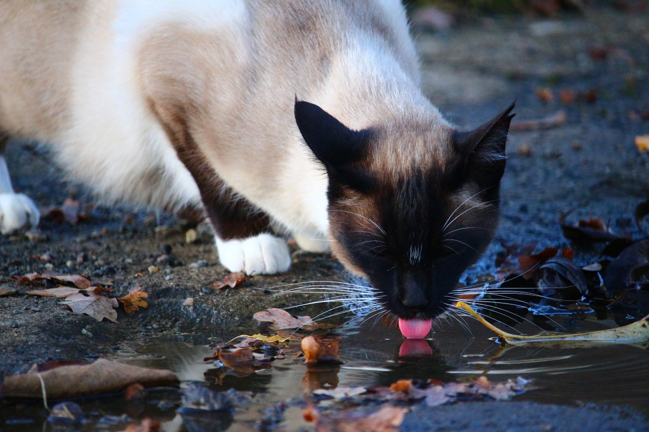 cat puddle water free photo