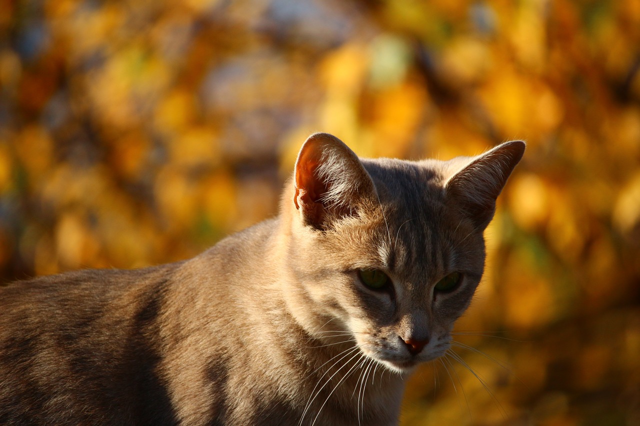 cat autumn fall foliage free photo