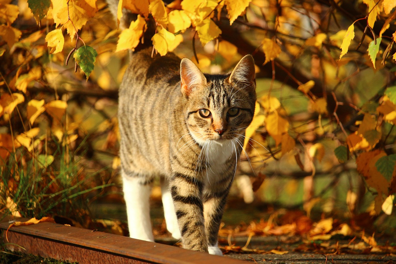 cat autumn mackerel free photo