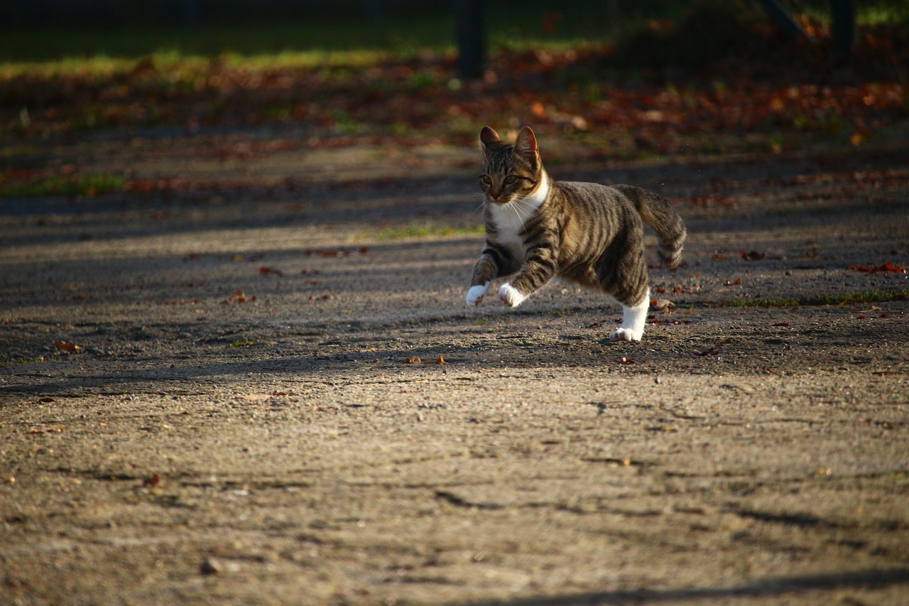 cat kitten autumn free photo