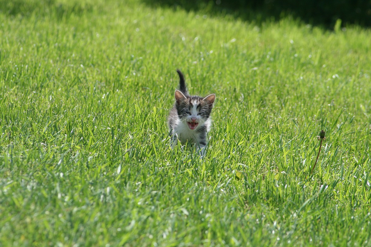 cat kitten cute free photo