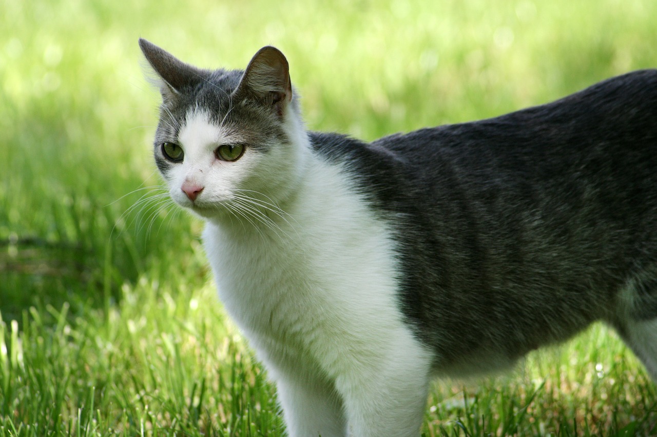 cat stray field free photo