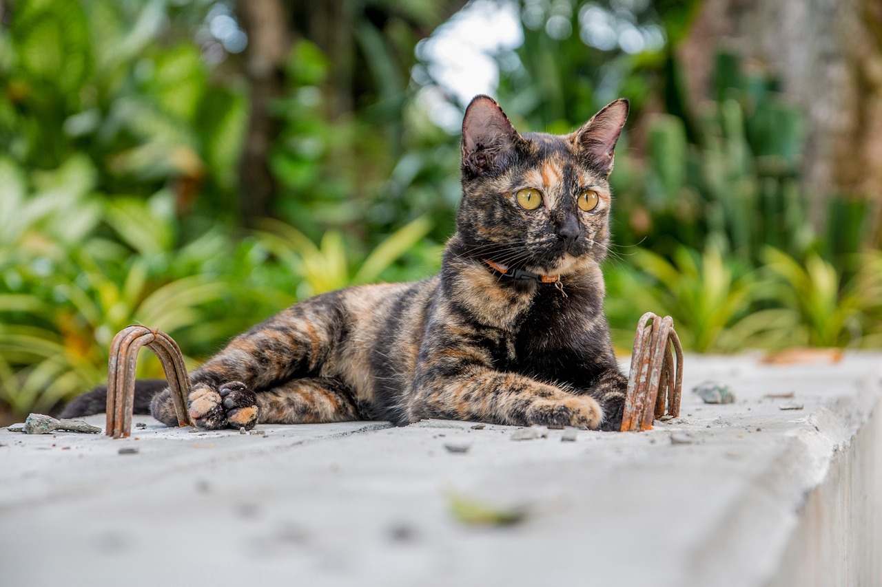 cat cat thailand parks free photo