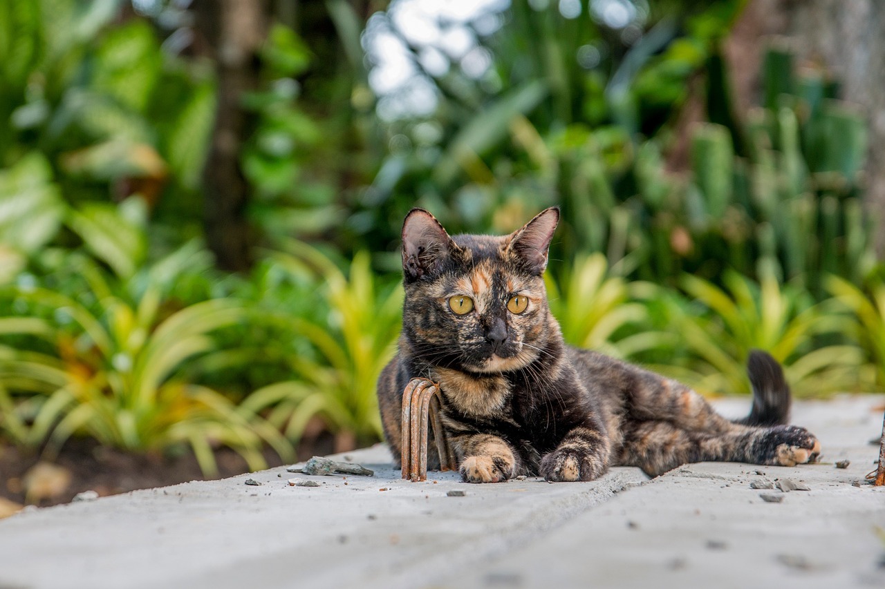 cat cat thailand parks free photo