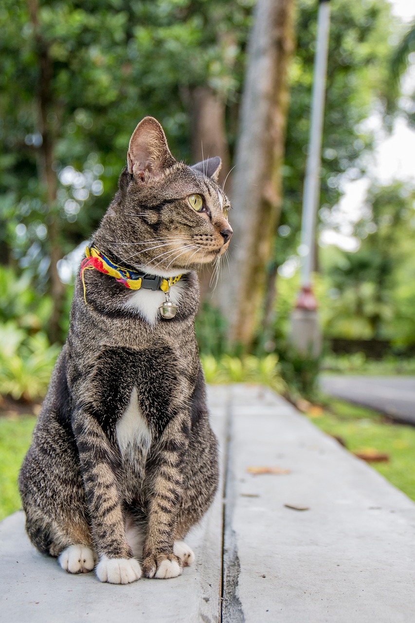 cat cat thailand parks free photo