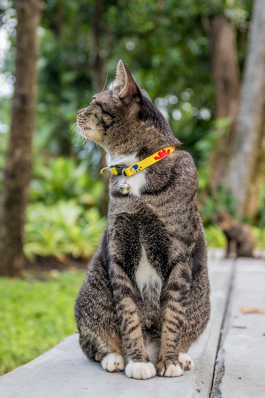 cat cat thailand parks free photo