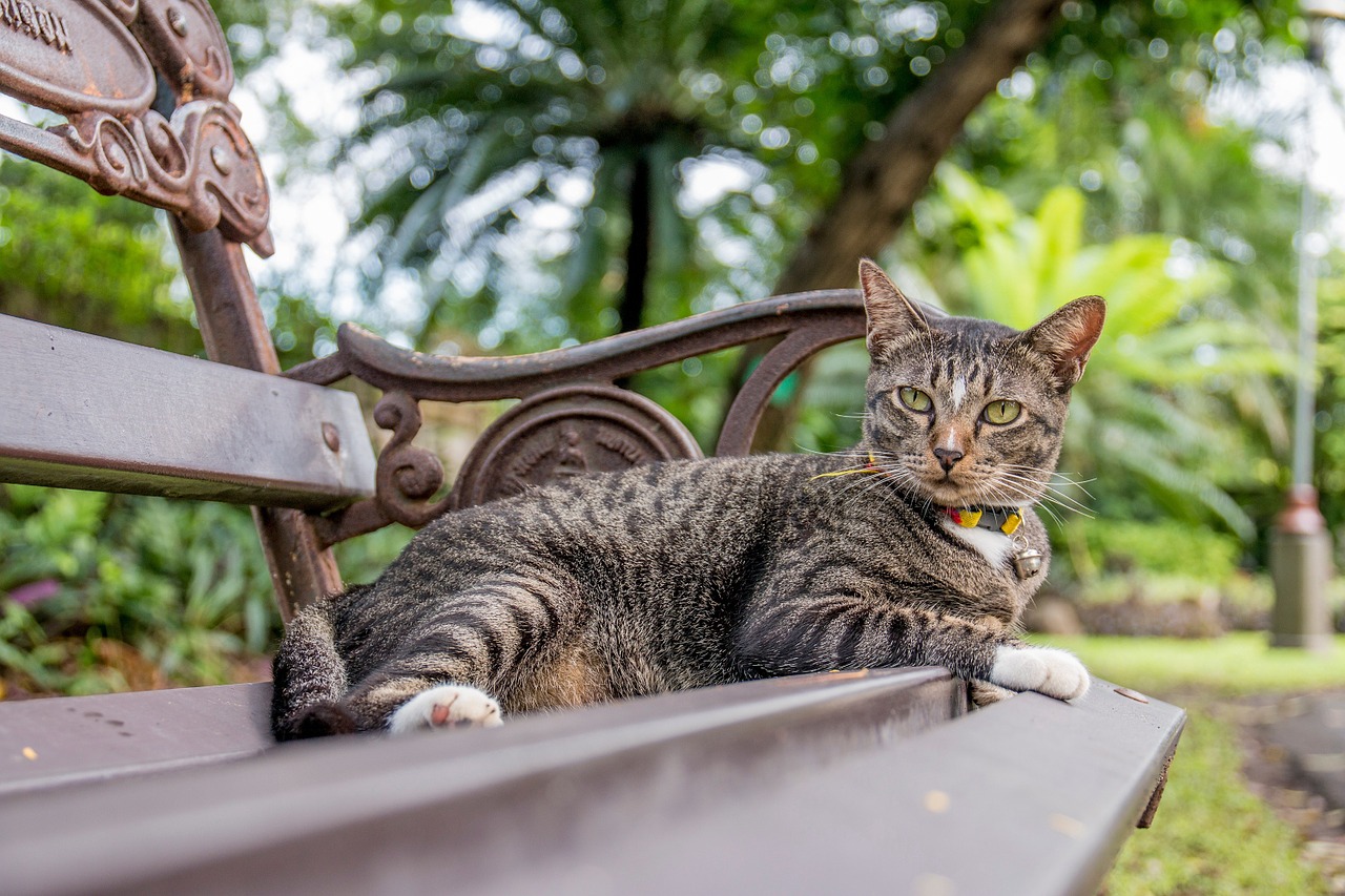 cat cat thailand parks free photo