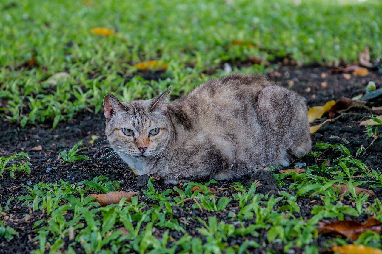 cat cat thailand parks free photo