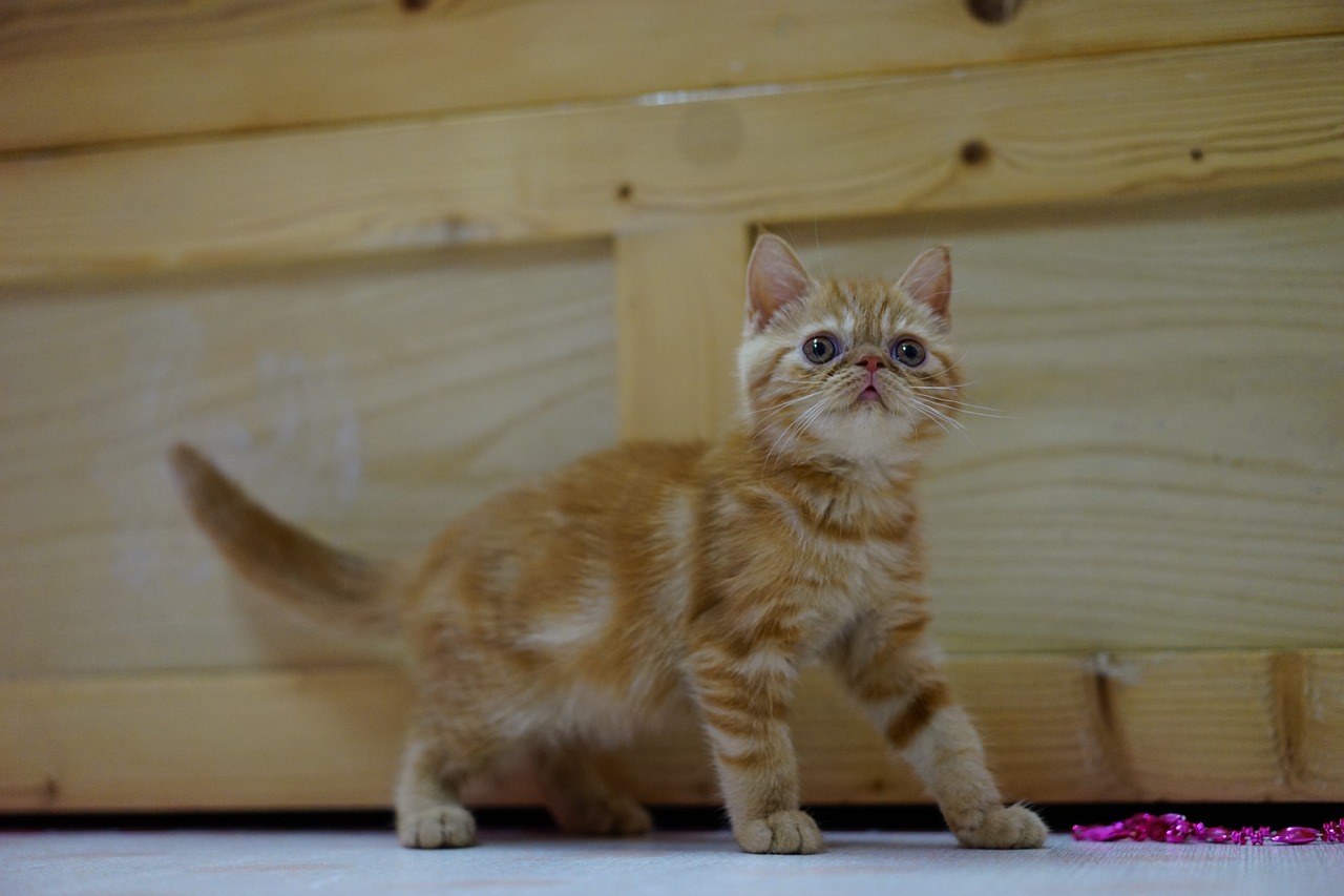 cat exotic shorthair free photo