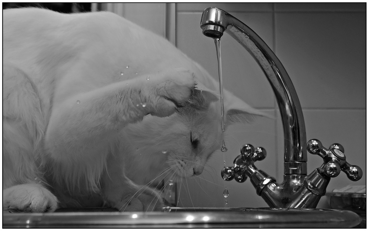 cat hangover white free photo