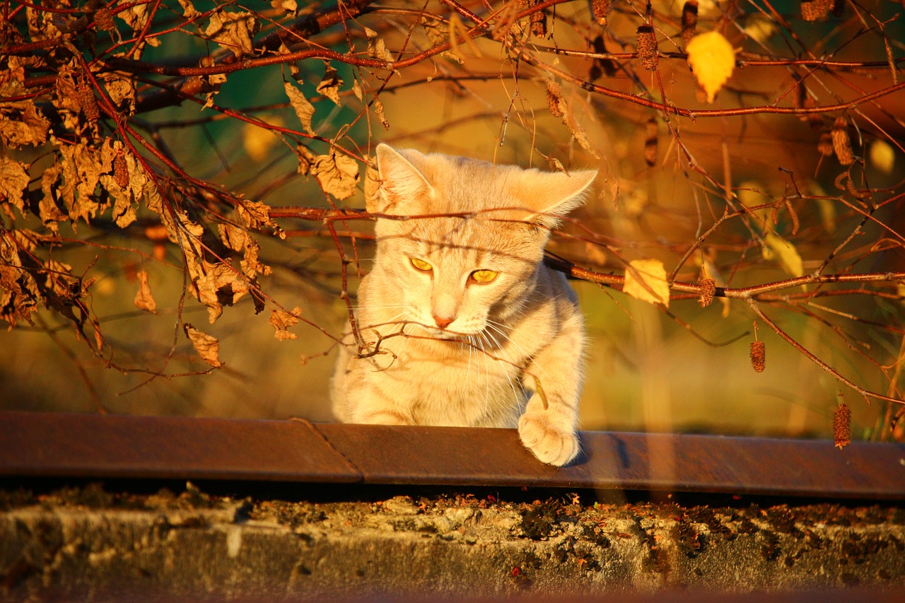 cat autumn evening light free photo