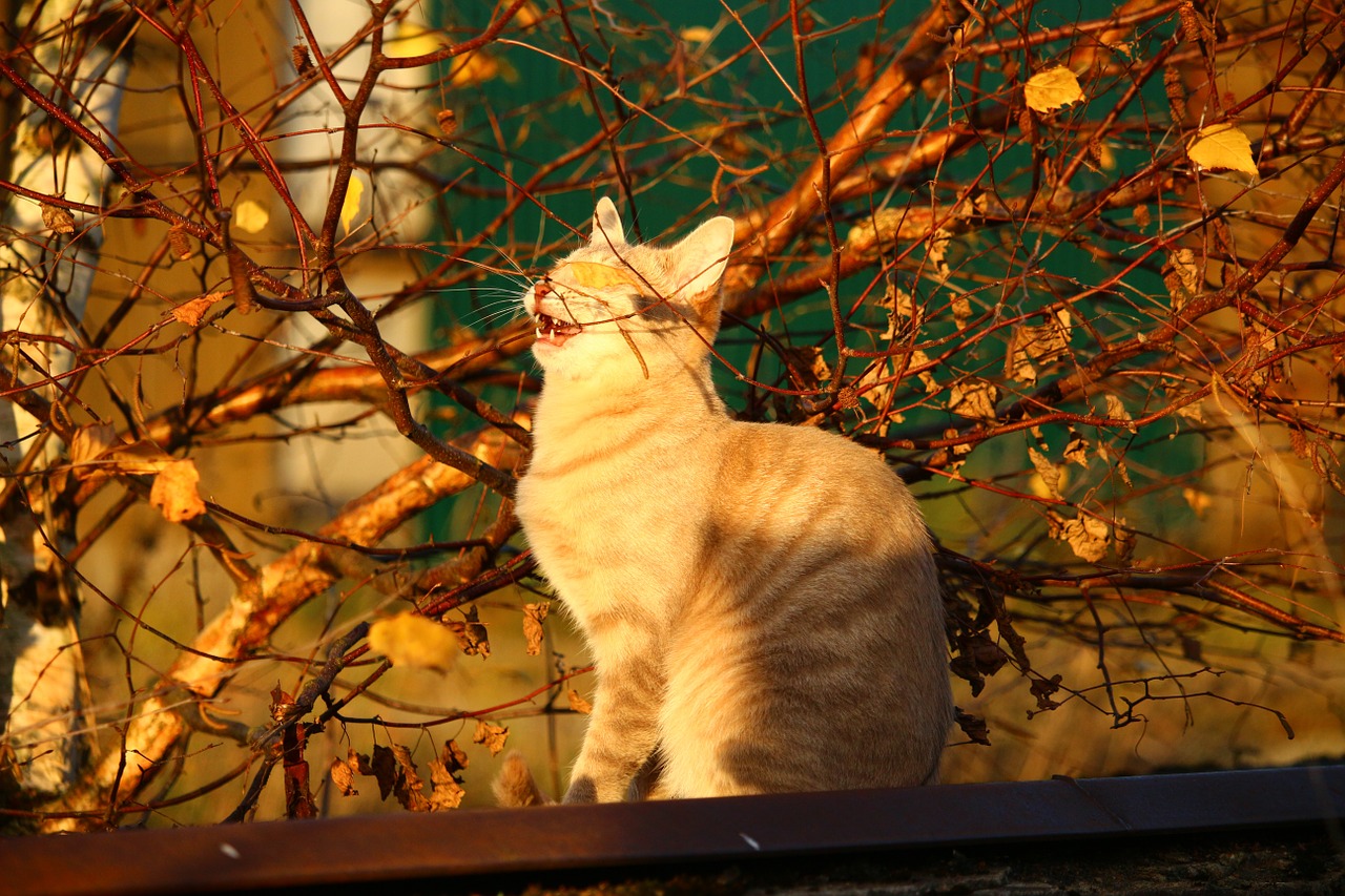 cat autumn evening light free photo