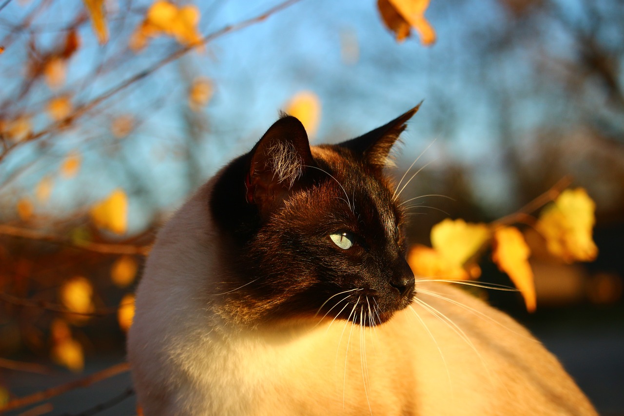 cat autumn siamese cat free photo