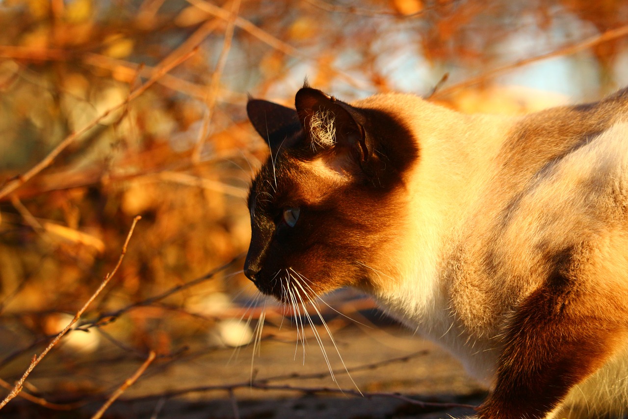 cat autumn siamese cat free photo