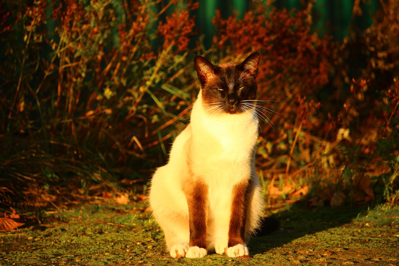 cat autumn siamese cat free photo