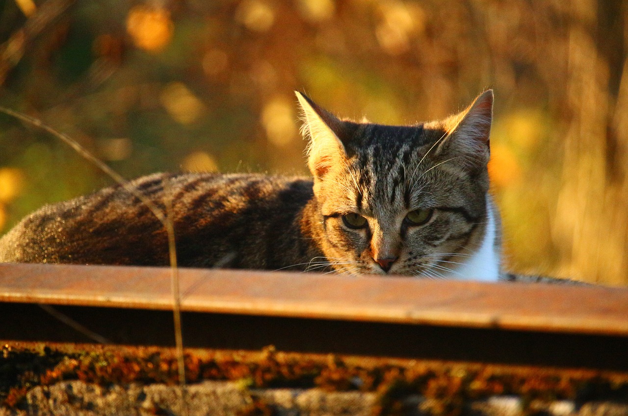 cat autumn fall foliage free photo