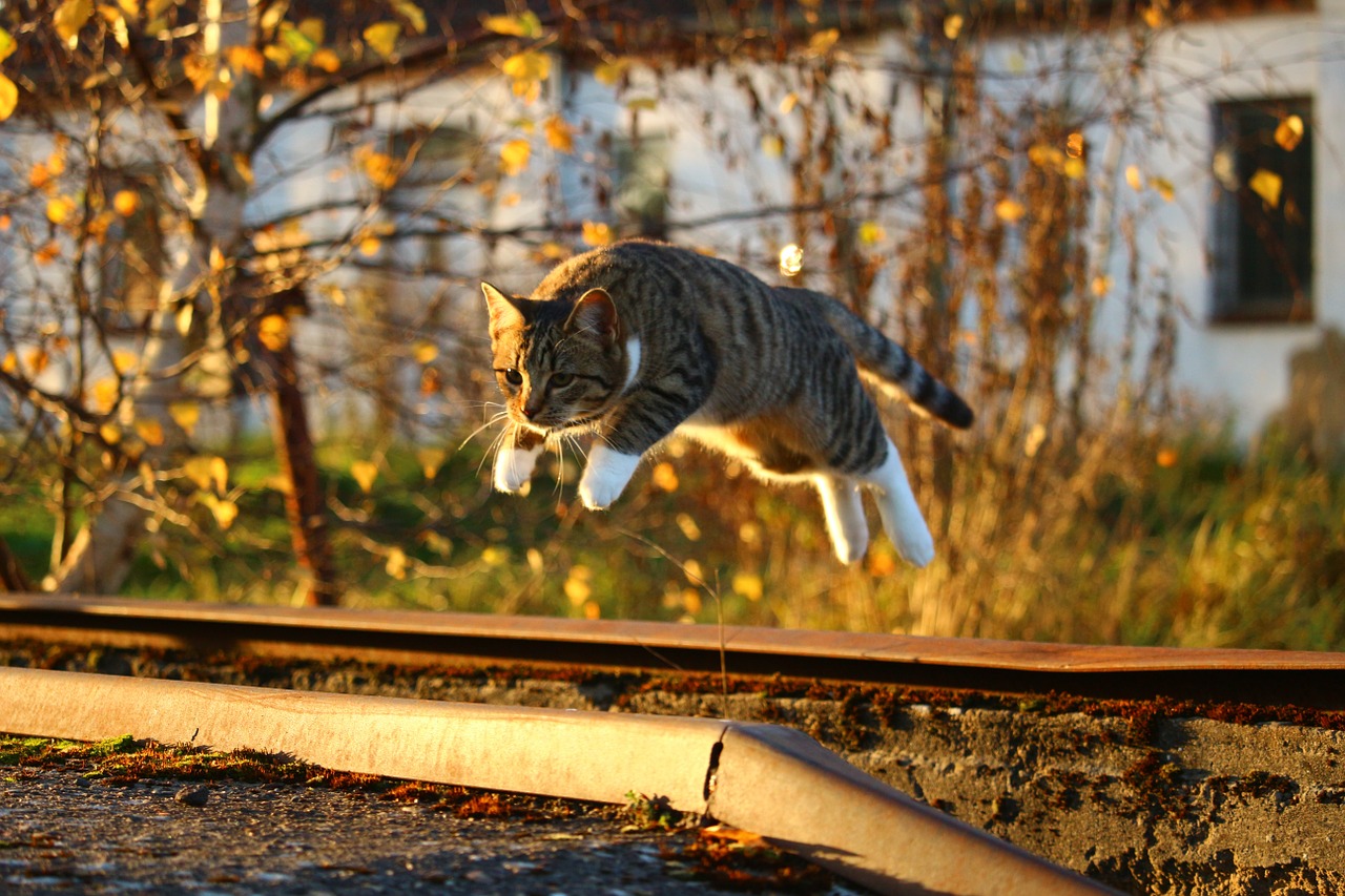 cat autumn fall foliage free photo