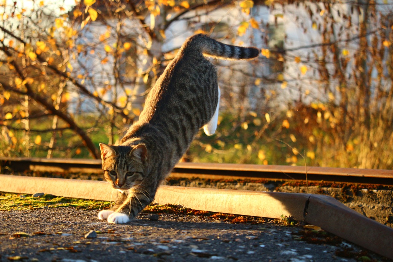 cat autumn fall foliage free photo