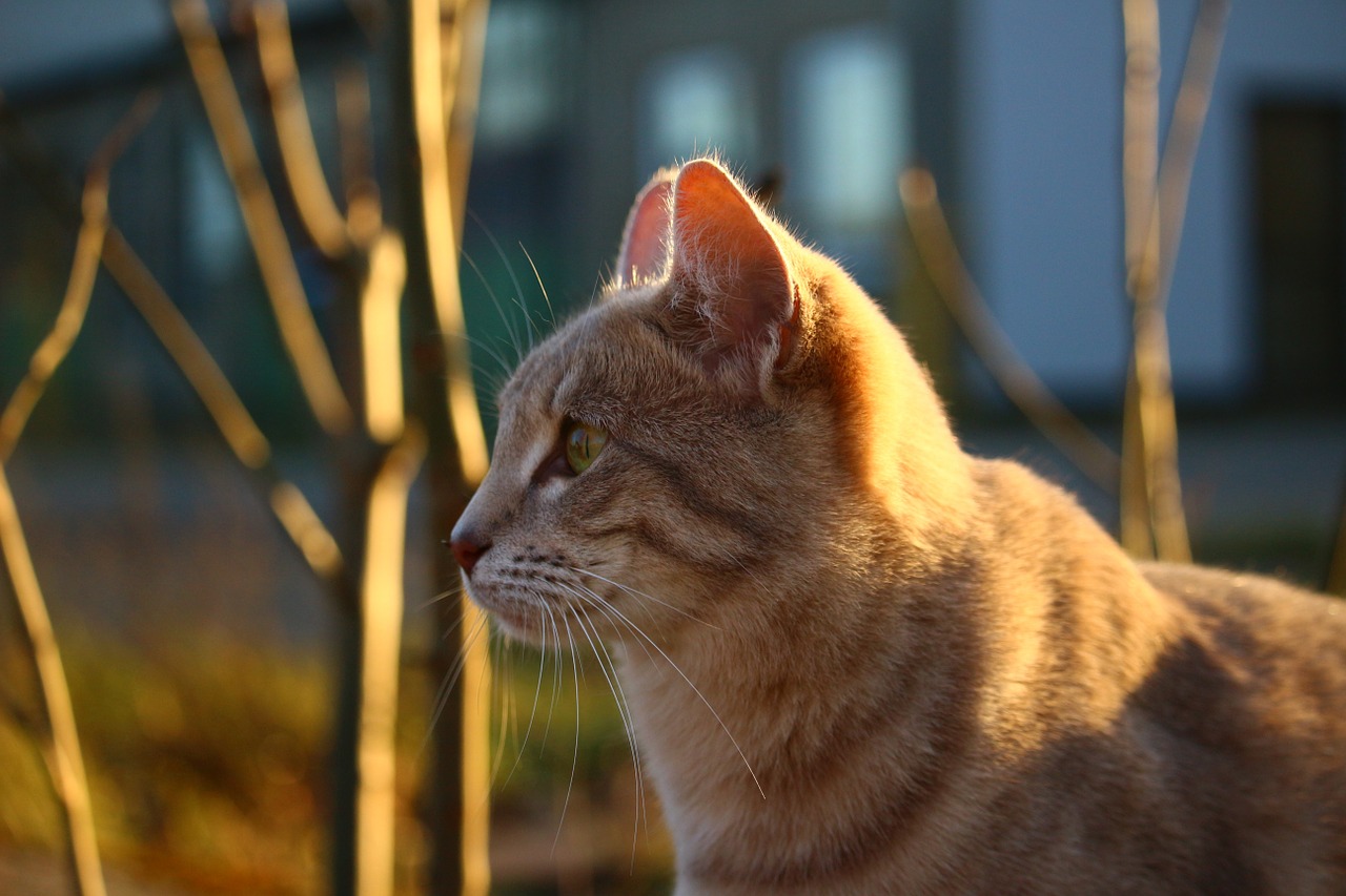 cat autumn mackerel free photo