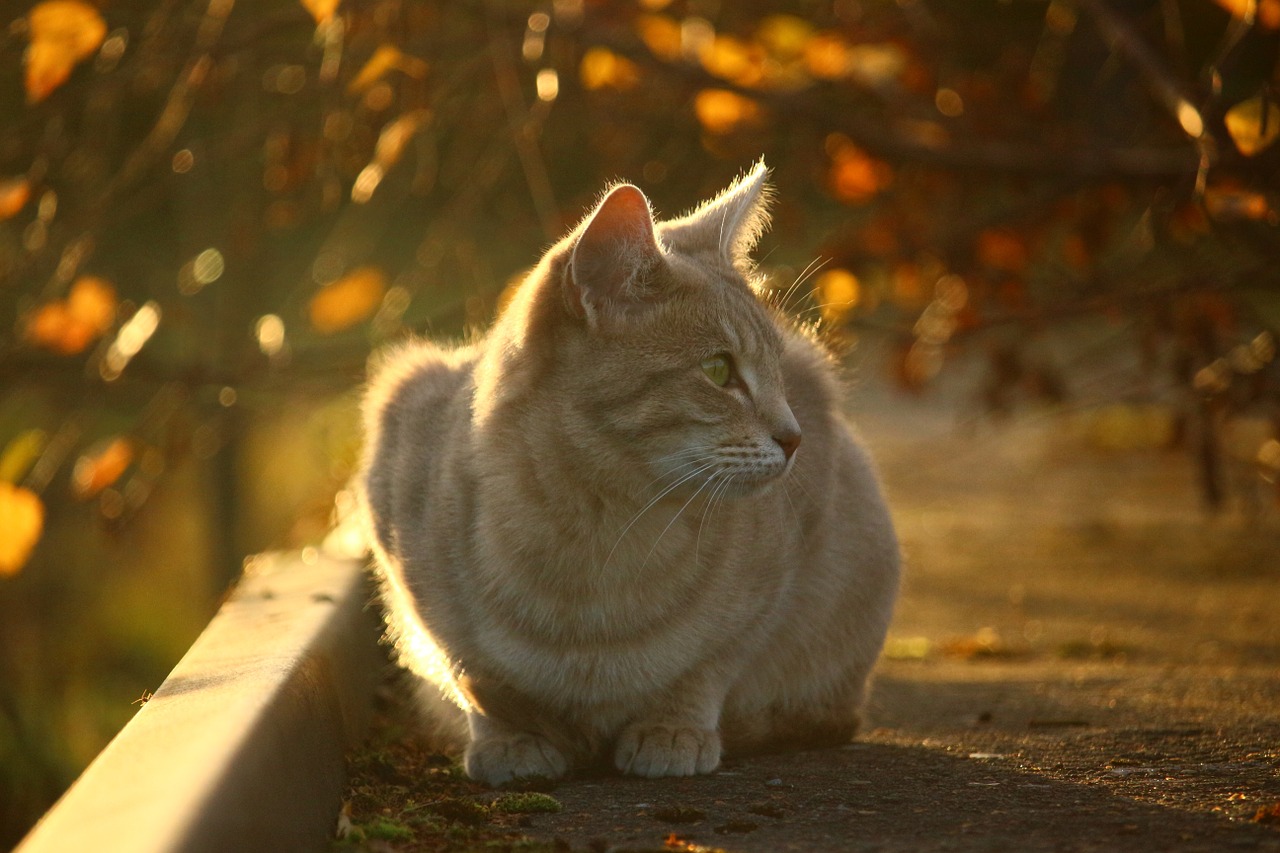 cat autumn fall foliage free photo