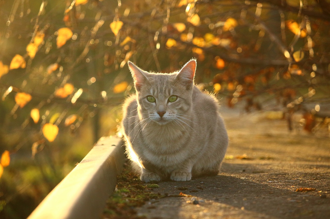 cat autumn fall foliage free photo