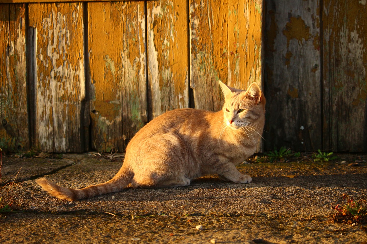 cat autumn wood free photo