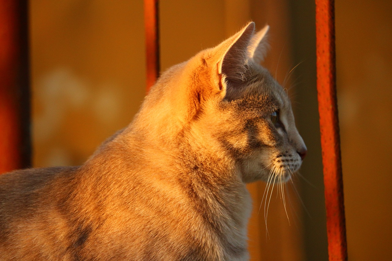 cat autumn stainless free photo