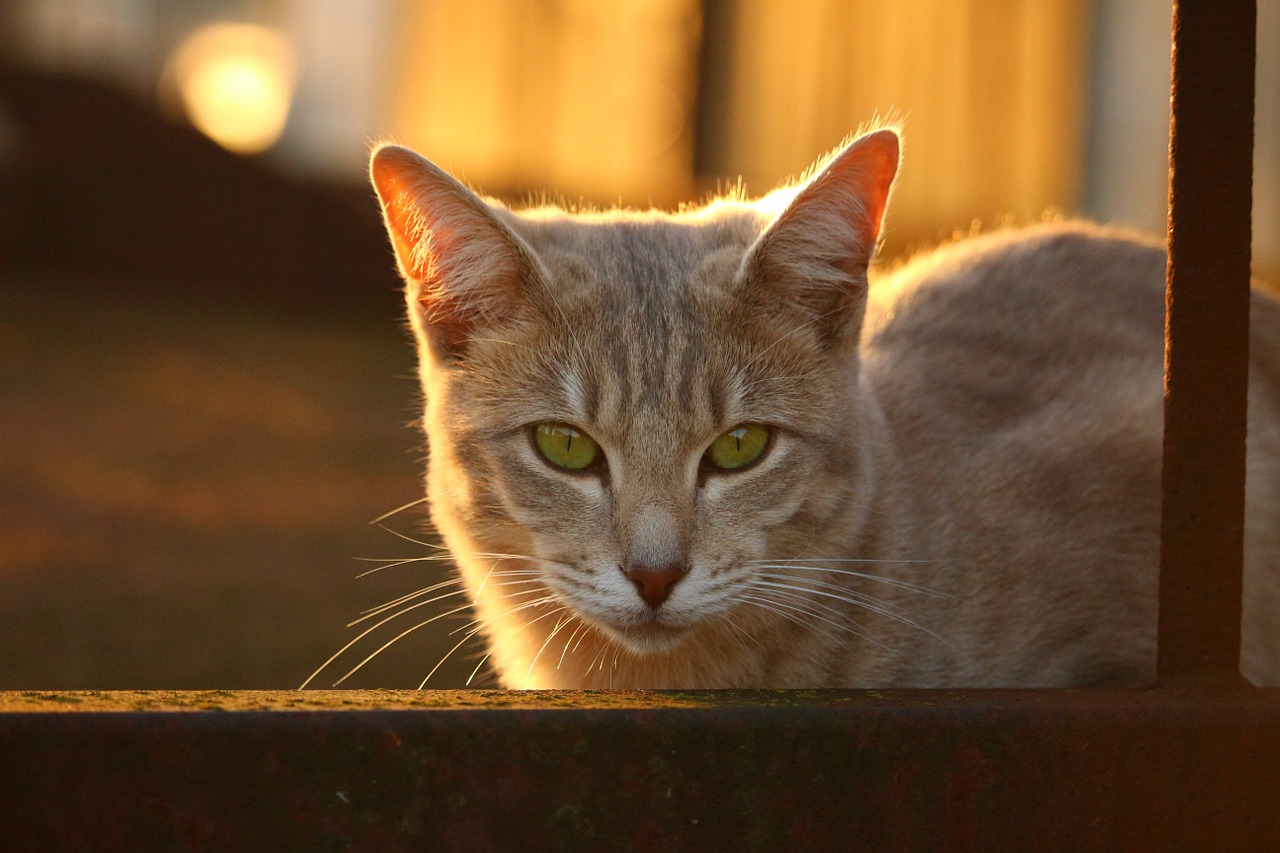 cat autumn stainless free photo