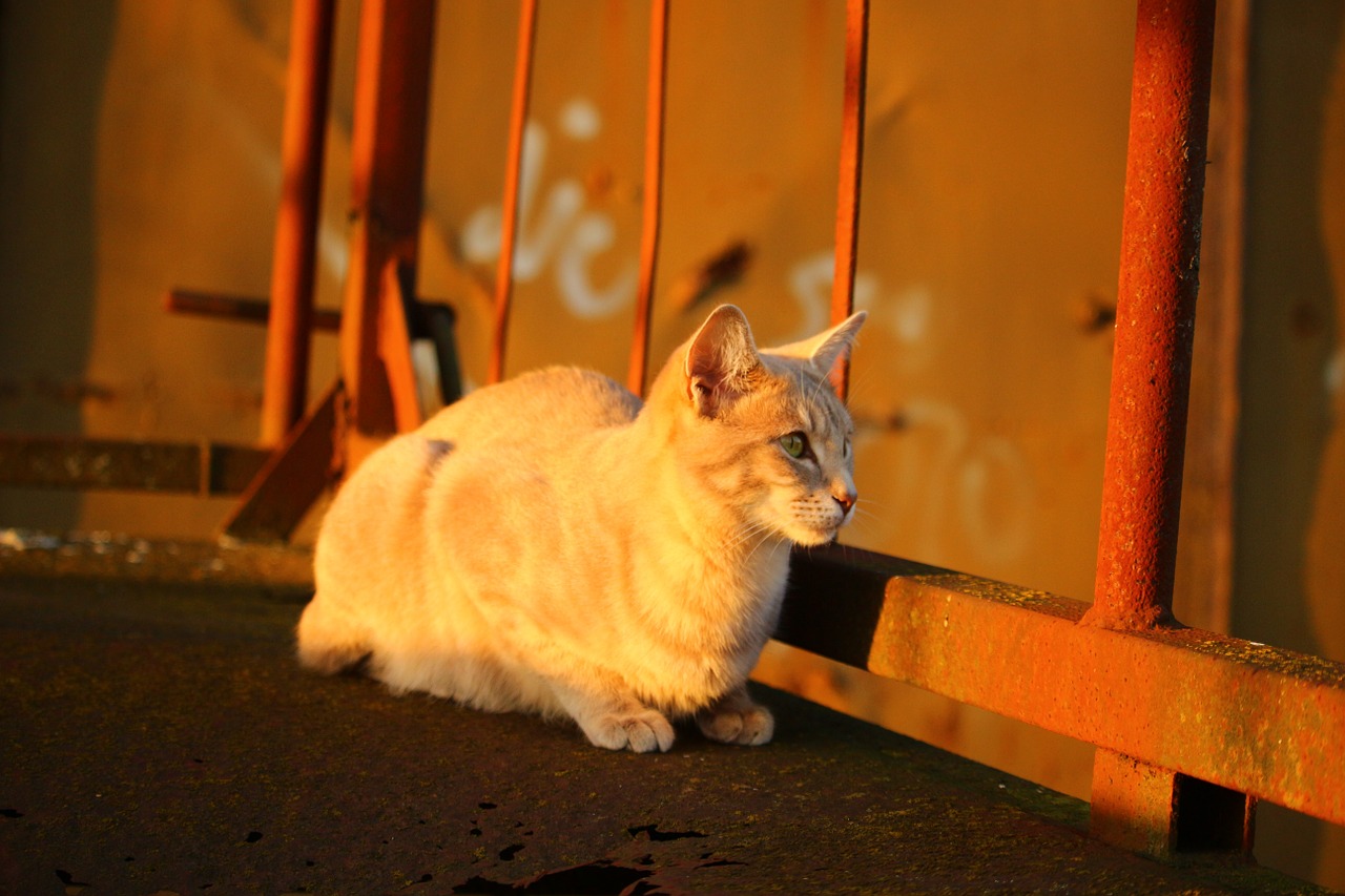 cat autumn stainless free photo